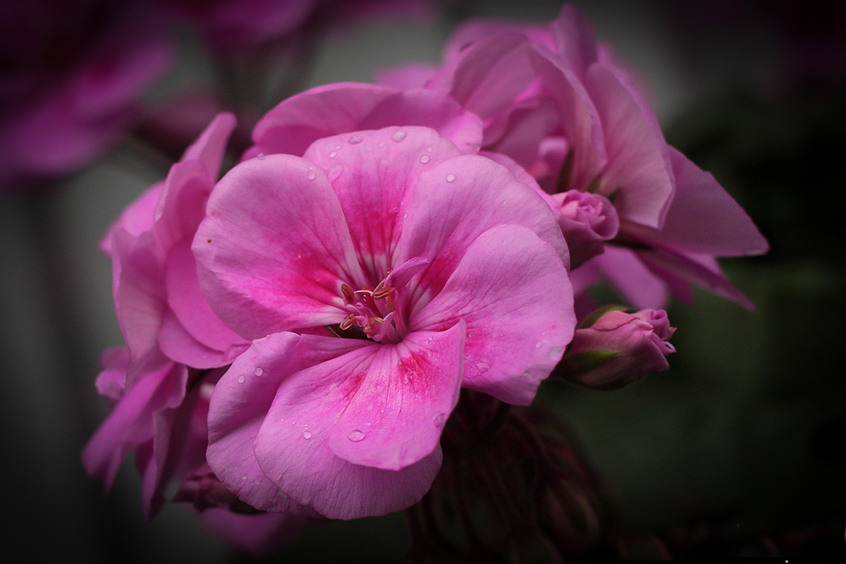 Geranienblüte!