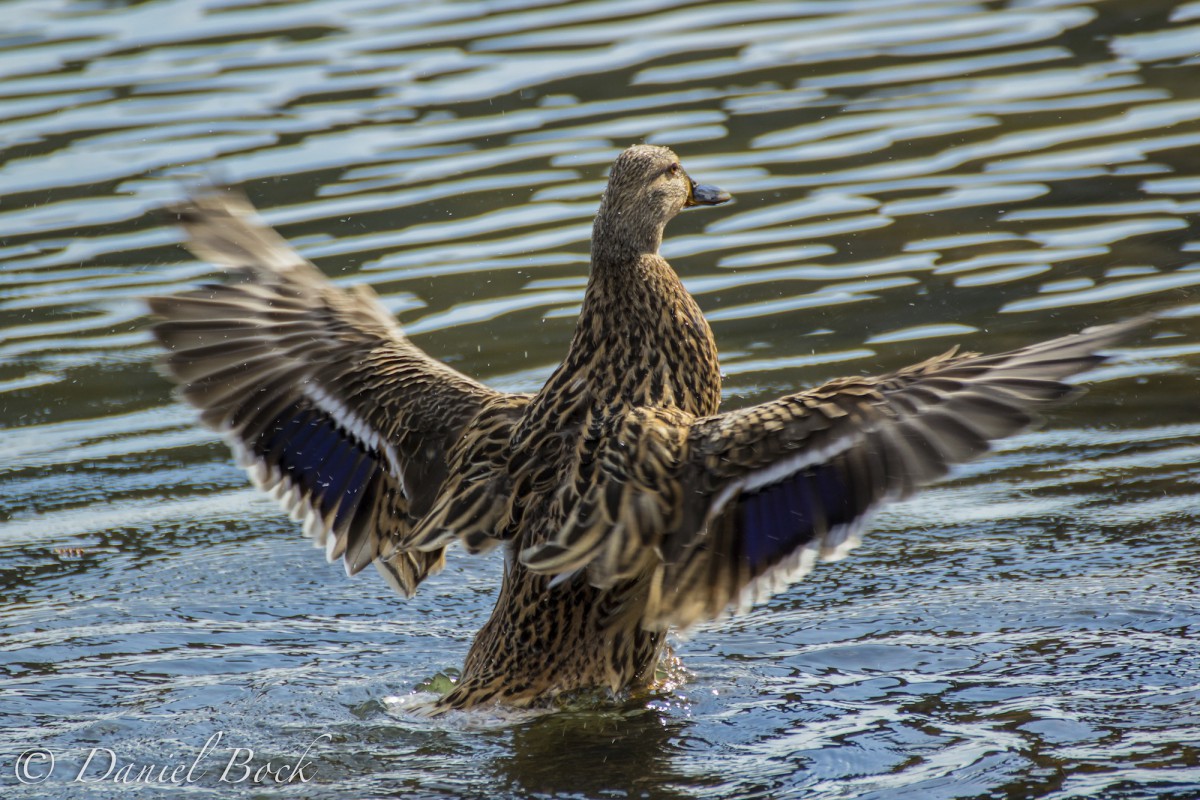 Ente gut - alles gut