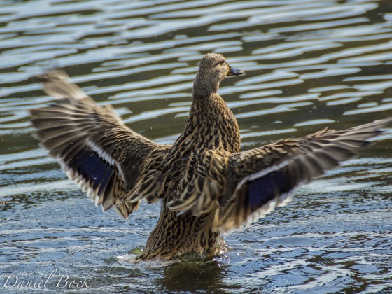 Ente gut - alles gut