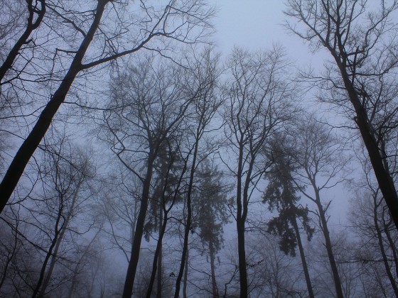 Friedwald