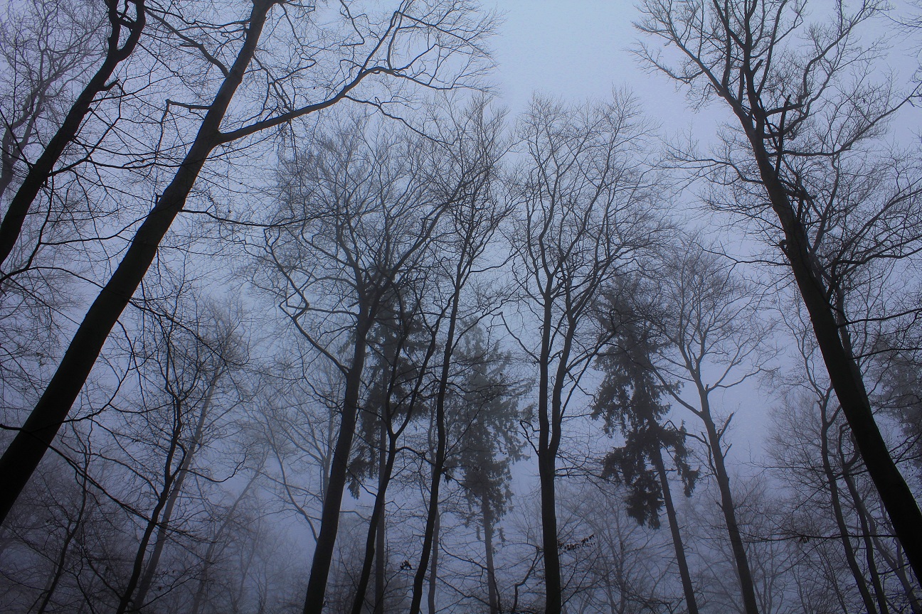 Friedwald