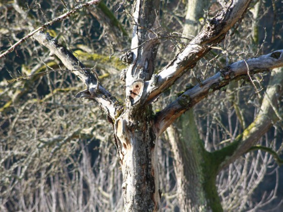 Bäume