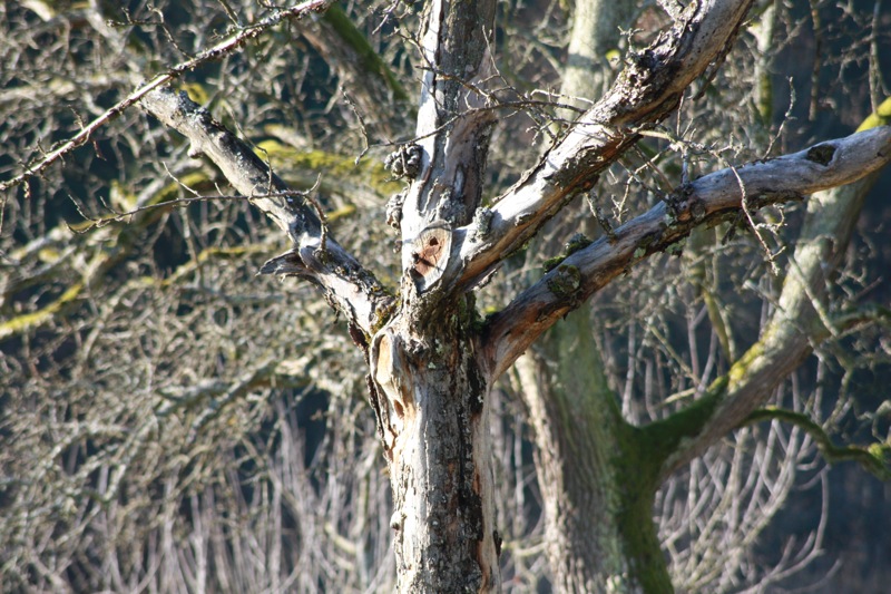 Bäume