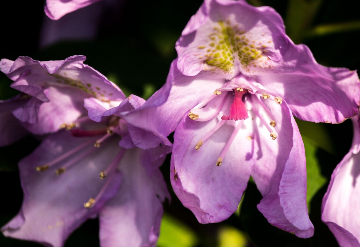 Blüten im Licht 2 (1 von 1)