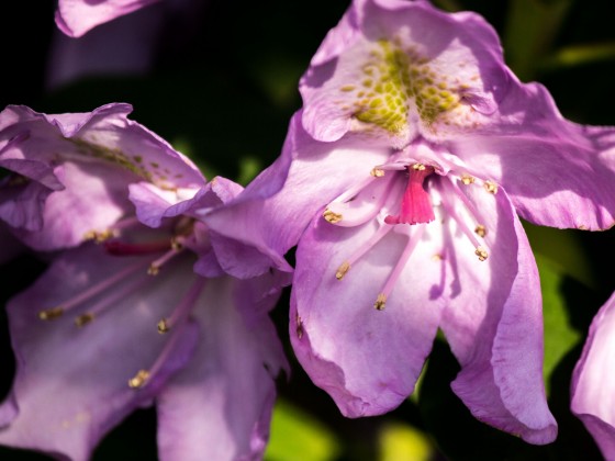 Blüten im Licht 2 (1 von 1)