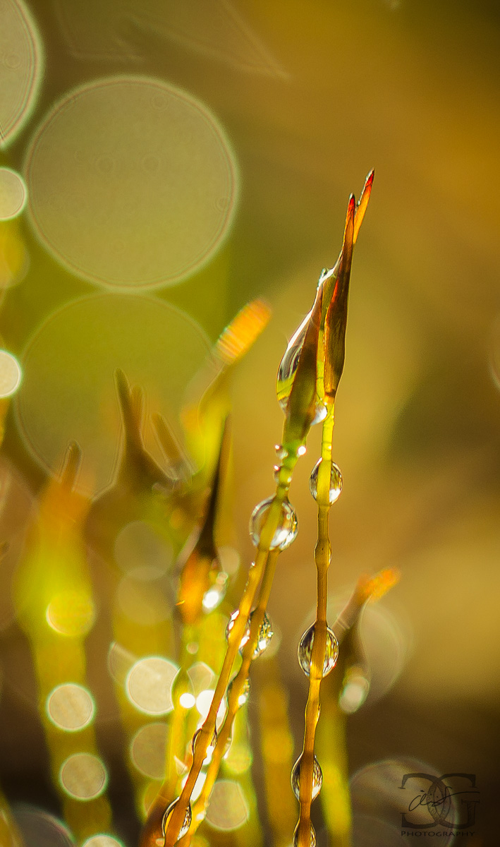 Moos_feucht_1