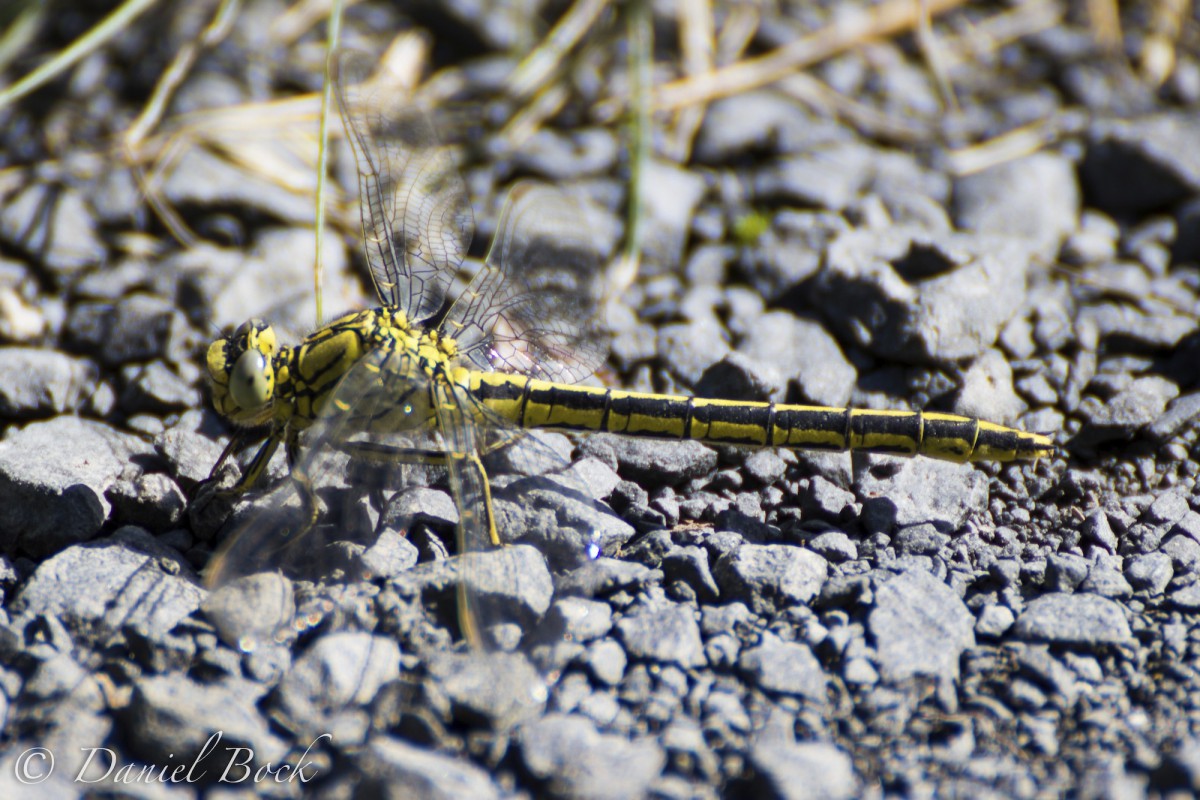 Libelle