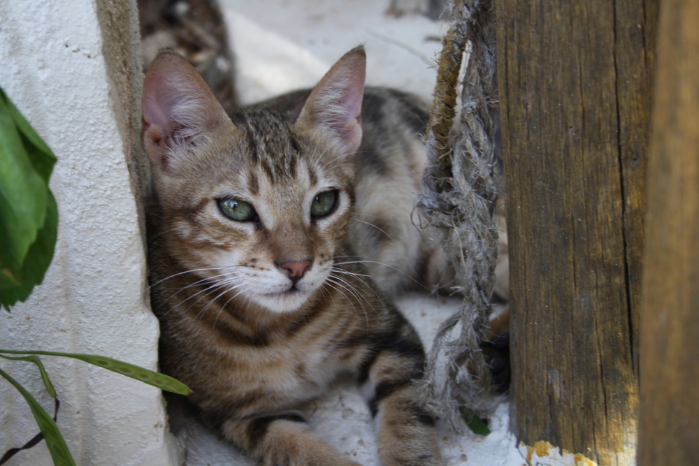 Katze Urlaub