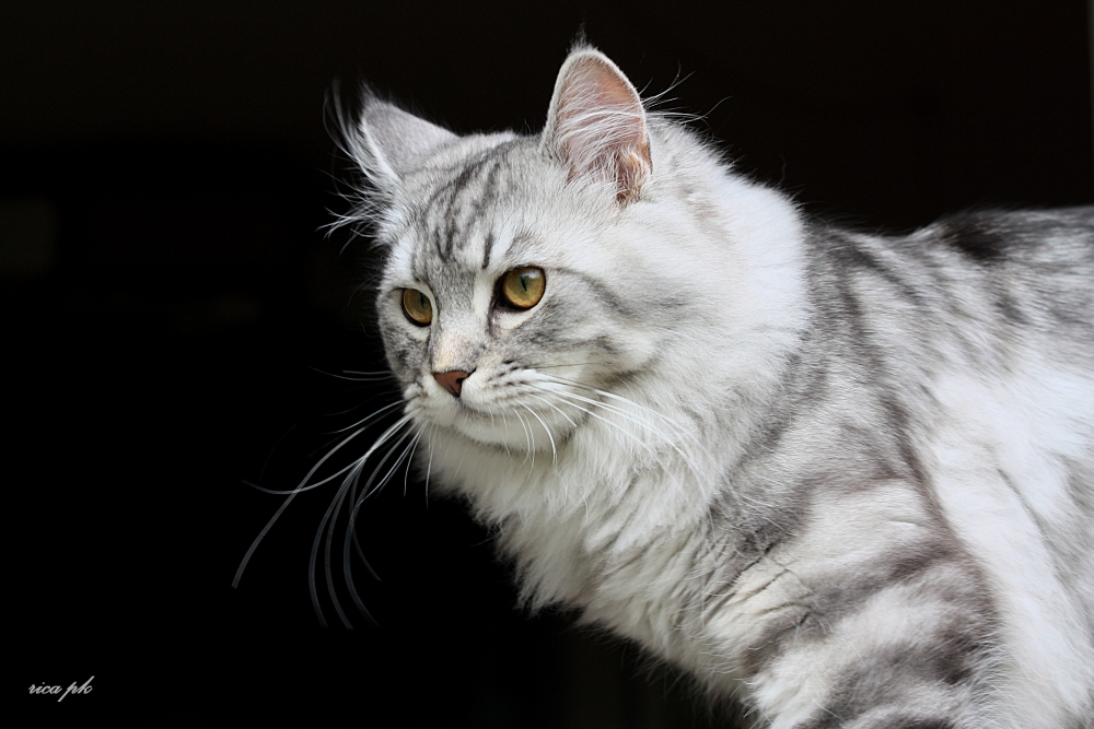 Amadeus