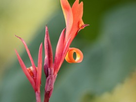 Blüte der Canna