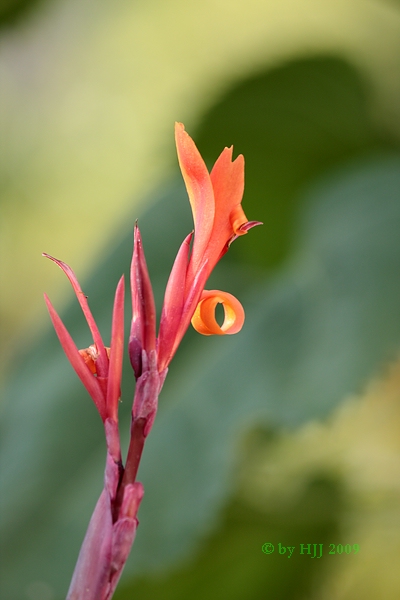 Blüte der Canna