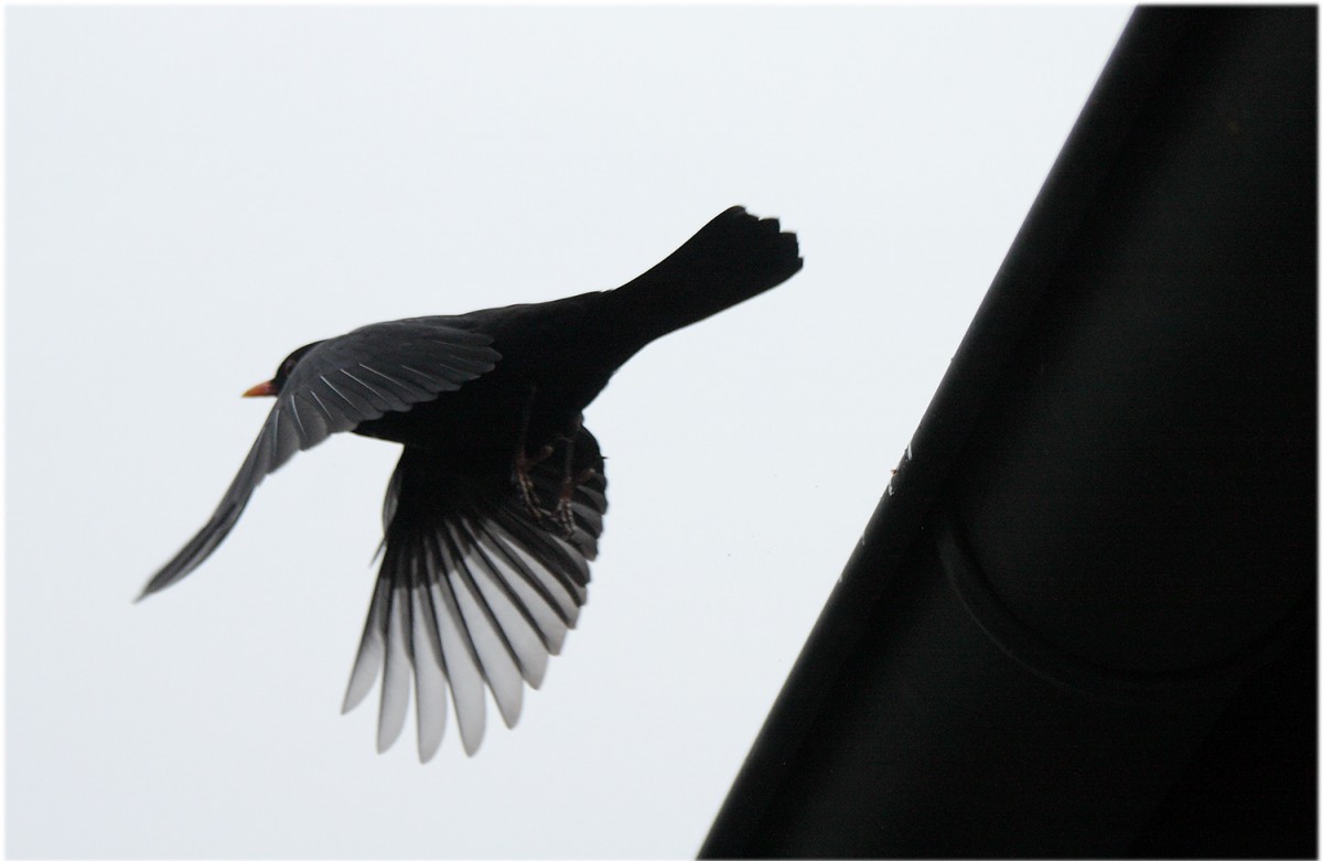 Vogel im Abflug