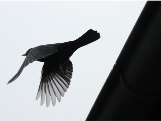 Vogel im Abflug