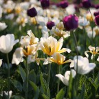 IMG_0307