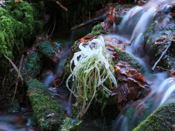 Amorbach Winter_2013-02-11