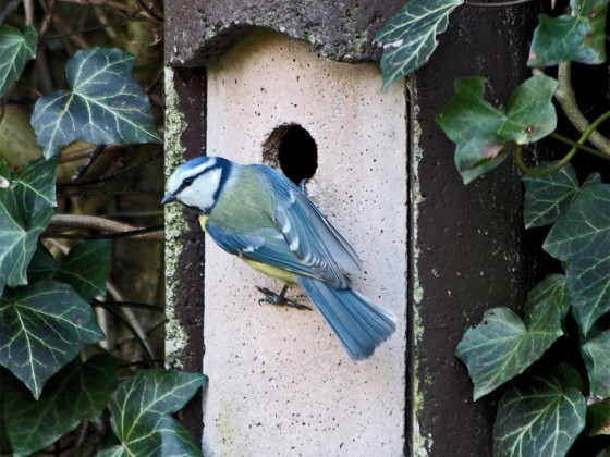 Frühlingsgefühle in der Vogelwelt!