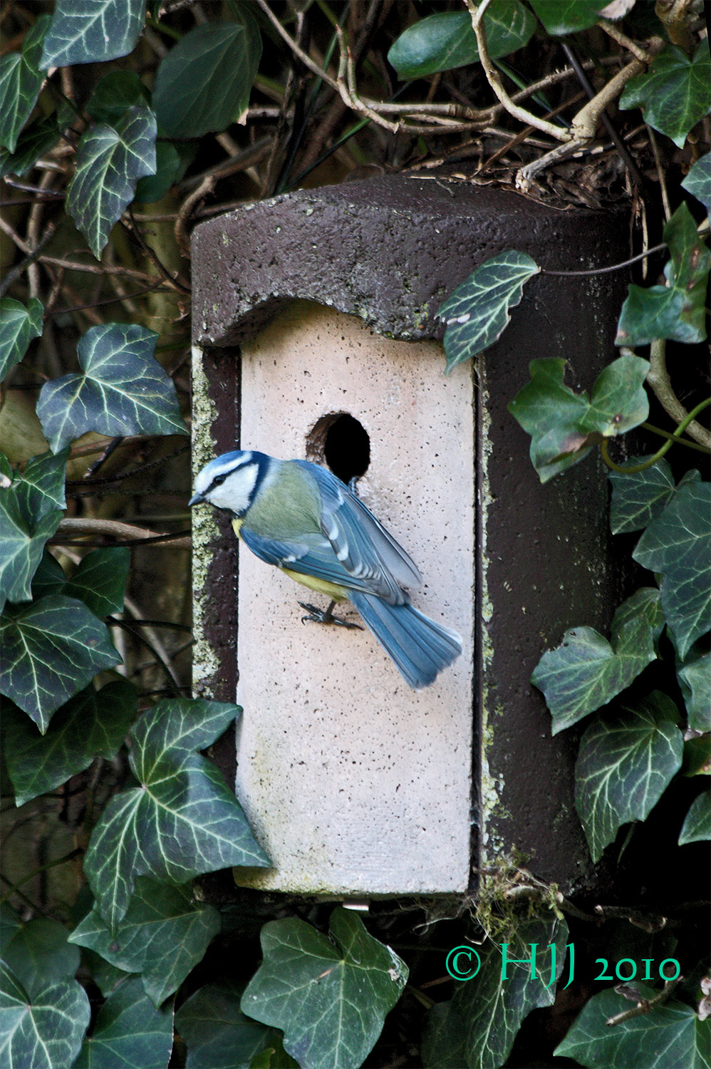 Frühlingsgefühle in der Vogelwelt!
