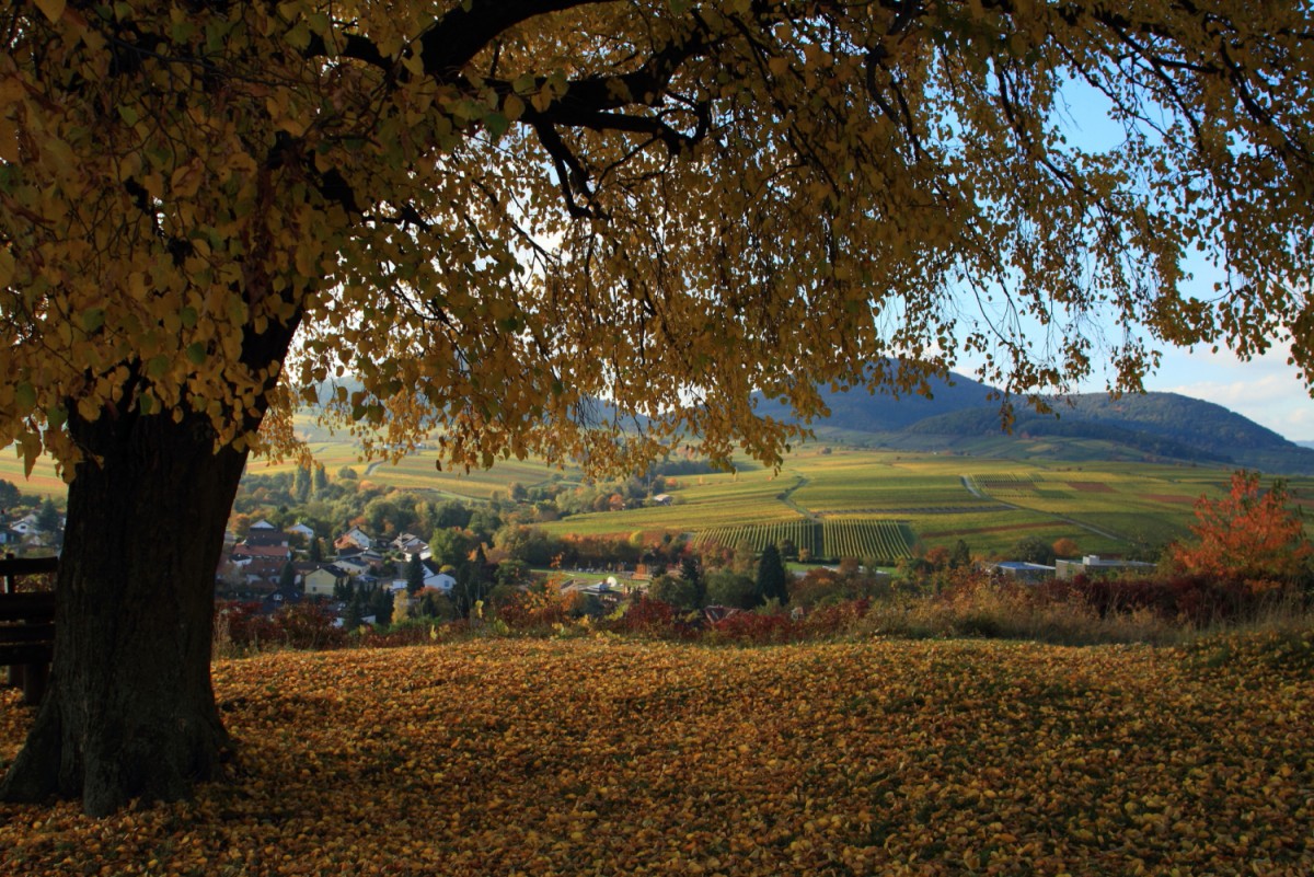 Auf der Kleinen Kalmit