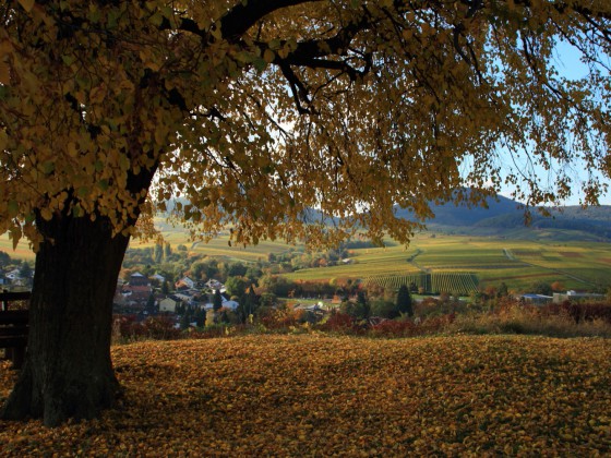 Auf der Kleinen Kalmit