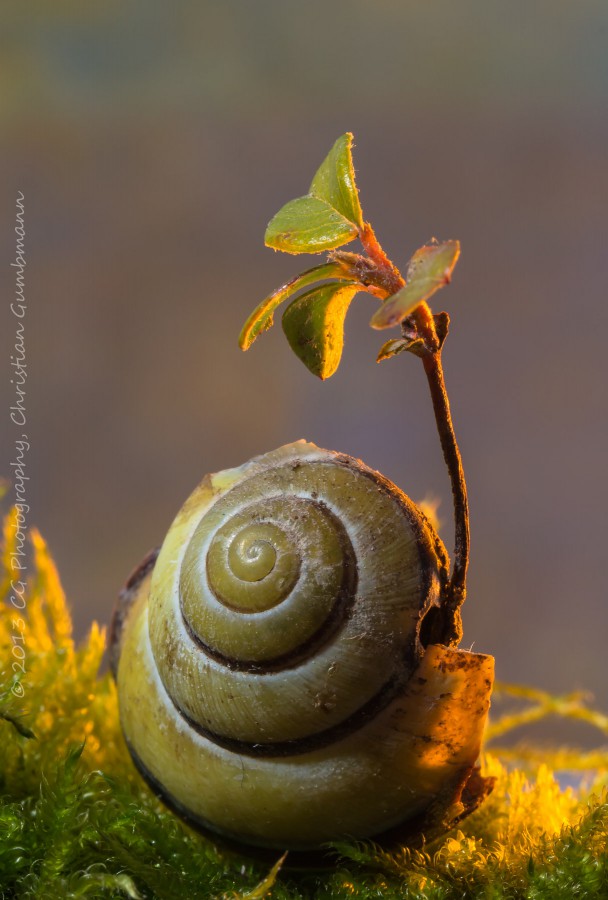 Ironie_der_Natur