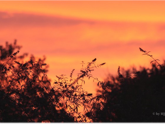 Morgenrot
