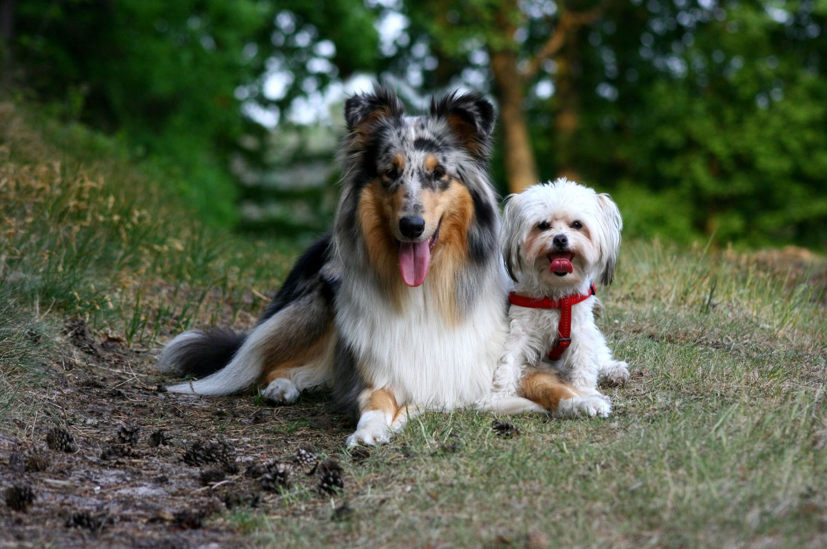 aminah und daisy