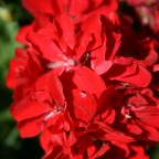 IMG_0027