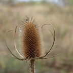 IMG_10268