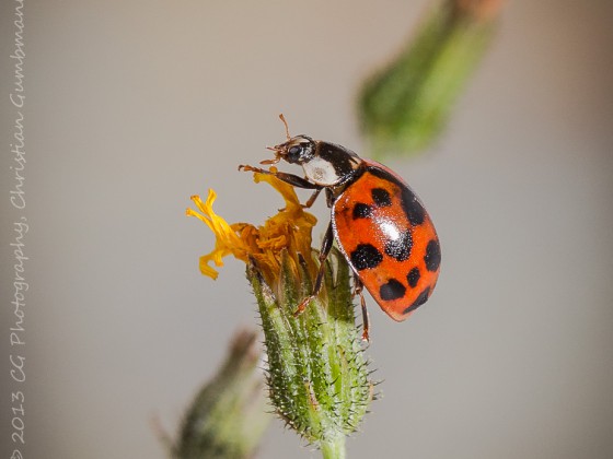 Marienkäfer_3_klein