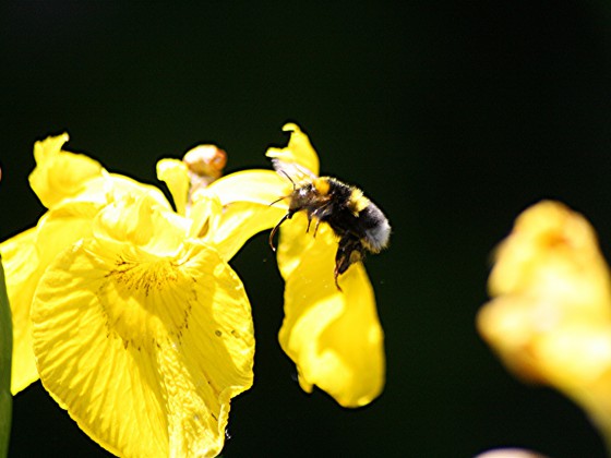 Lilie mit Hummel, Anflug