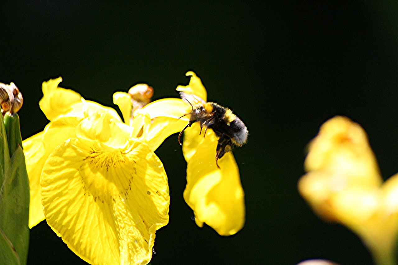 Lilie mit Hummel, Anflug