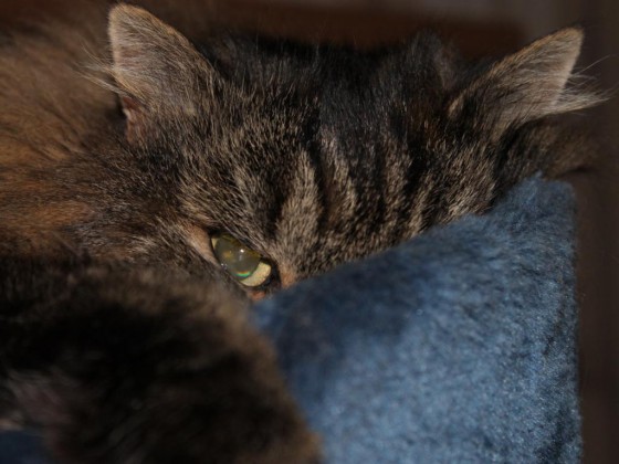 My Cat