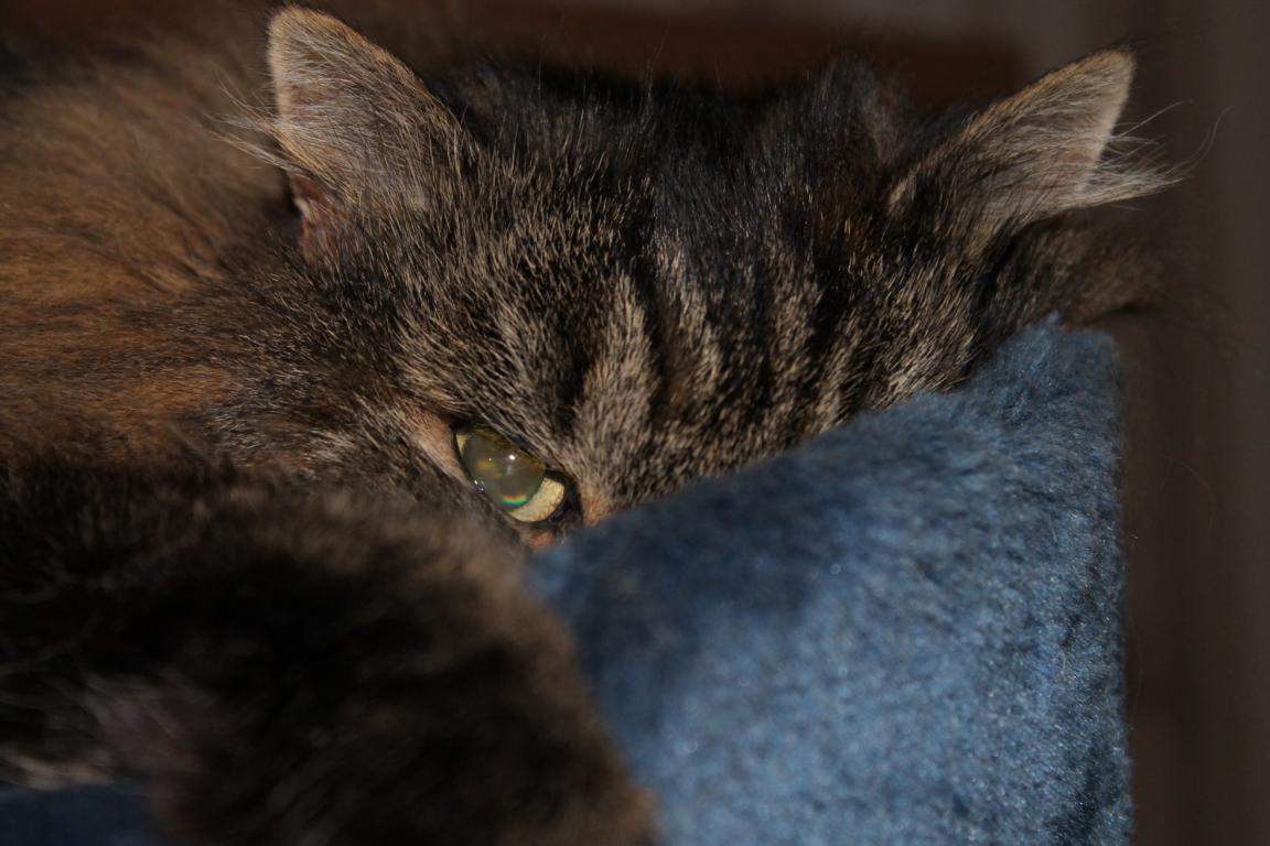 My Cat