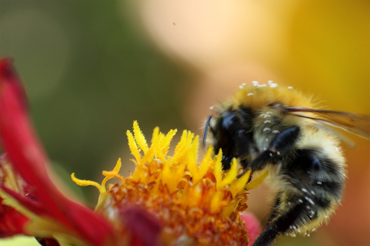 Hummel,Hummel!