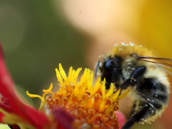Hummel,Hummel!