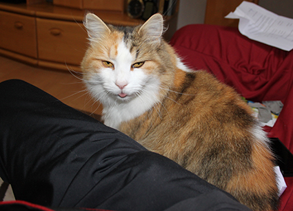 Unser Katze Nelly