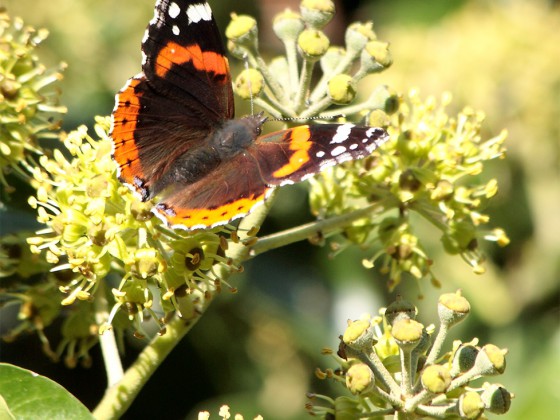 Schmetterling!
