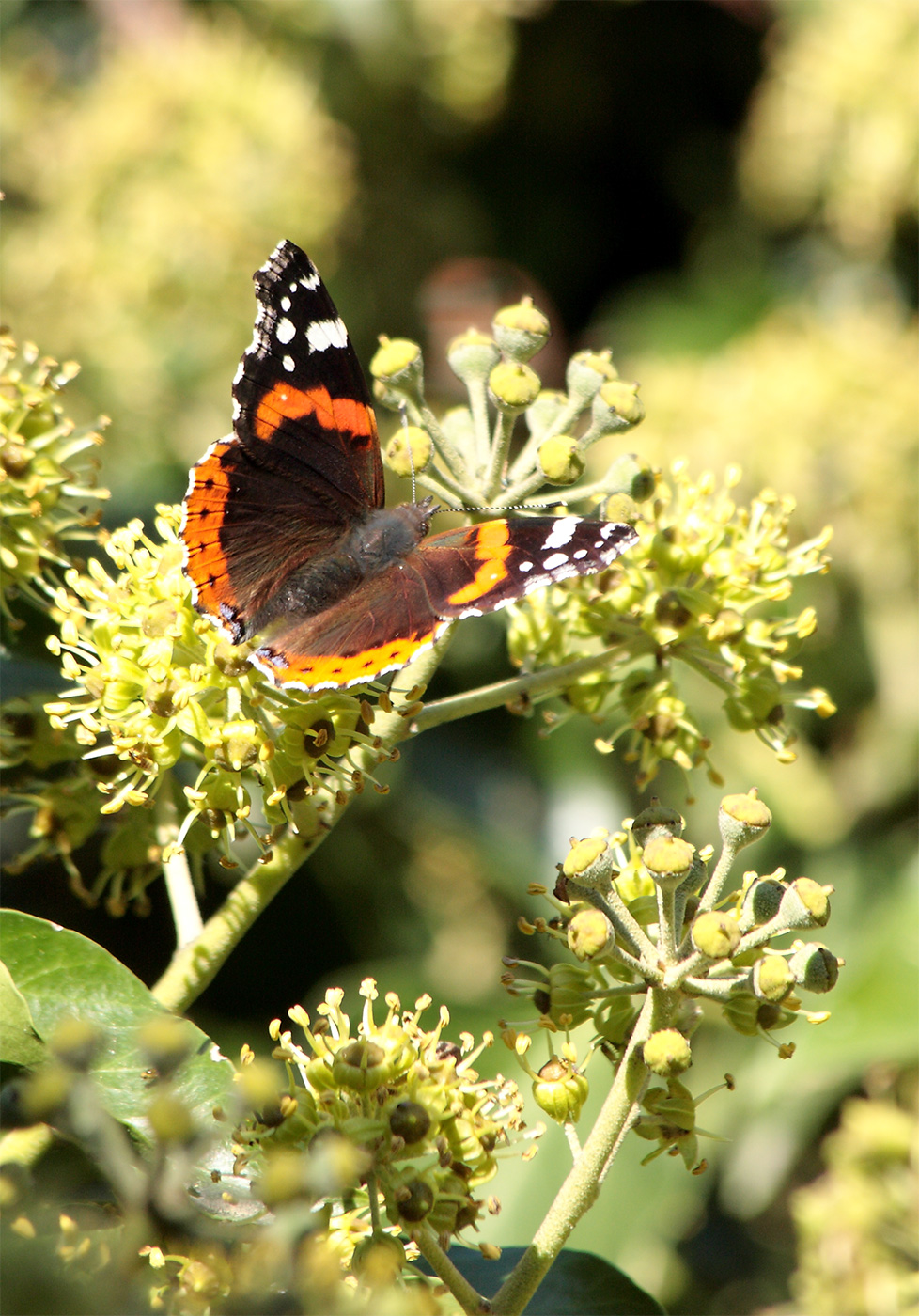 Schmetterling!