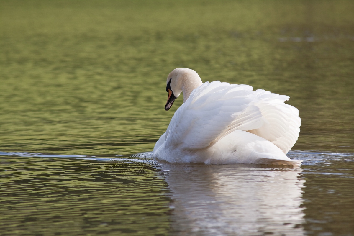 Schwan