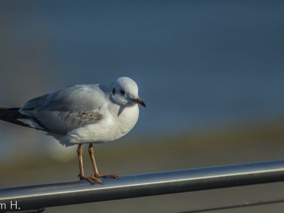 Vogel auf der Stange