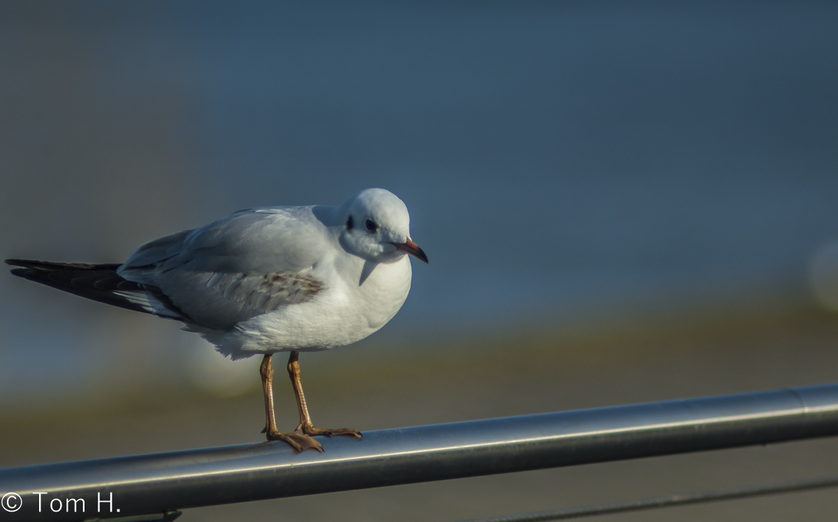 Vogel auf der Stange