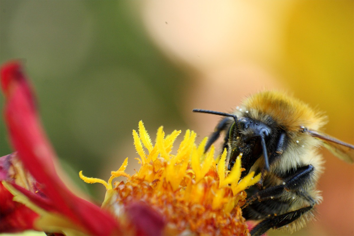 Hummel Hummel Neu!