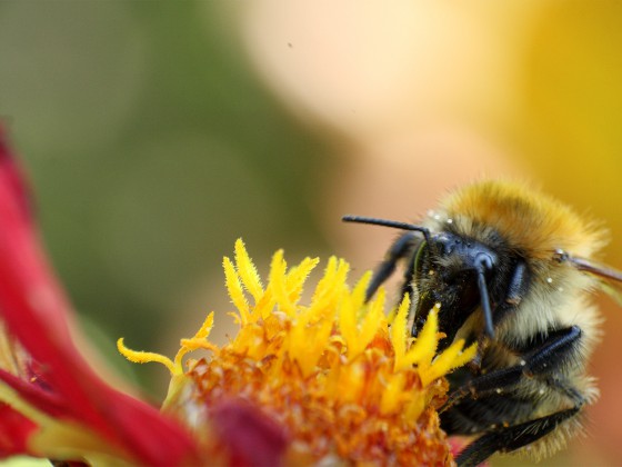 Hummel Hummel Neu!