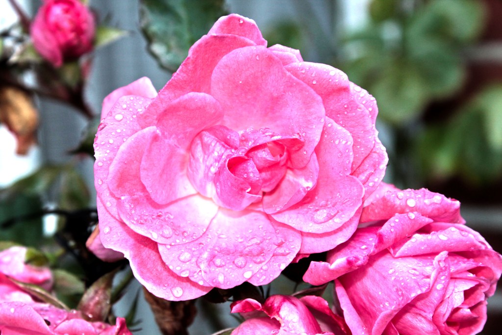 Rose im Garten