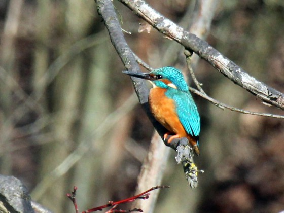 Isar-Eisvogel