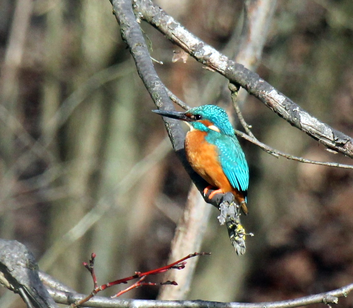 Isar-Eisvogel