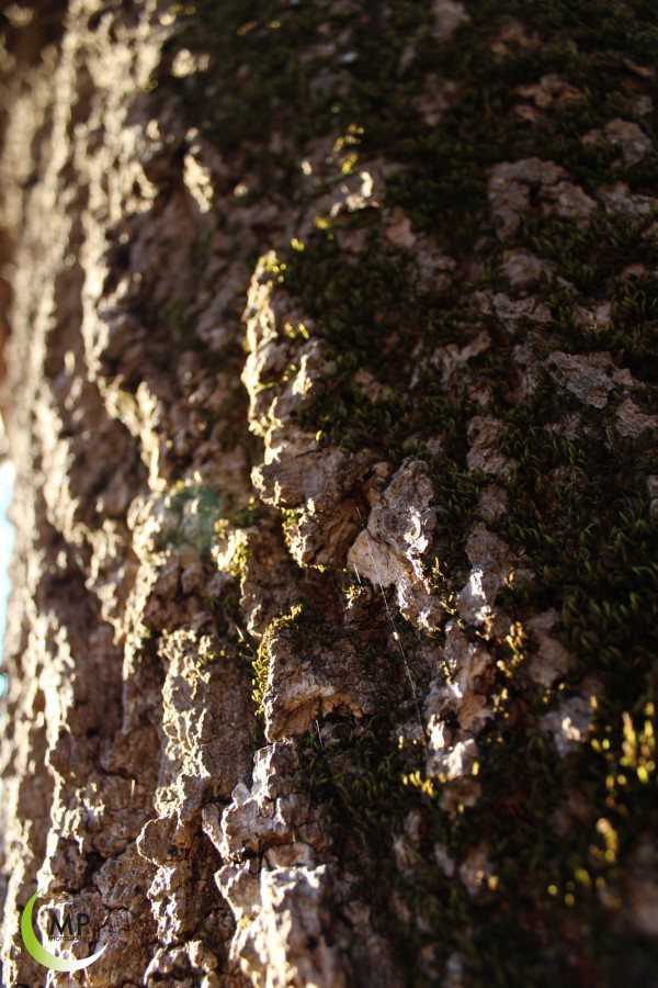 baum
