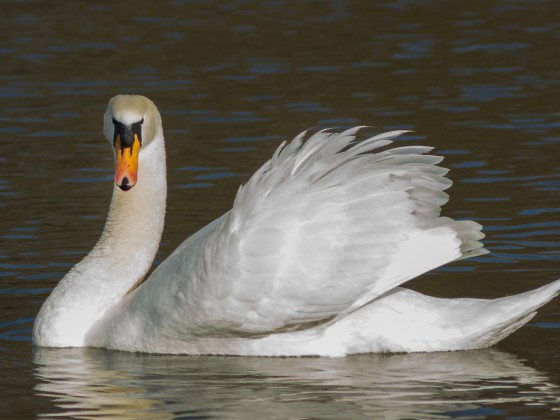 Schwan am Rhein