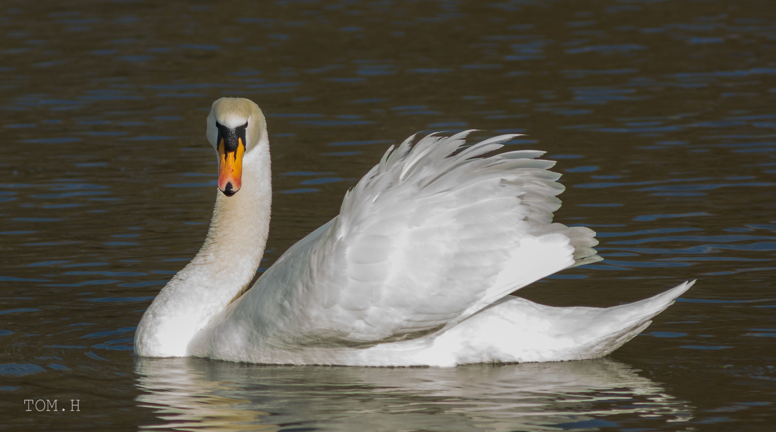 Schwan am Rhein