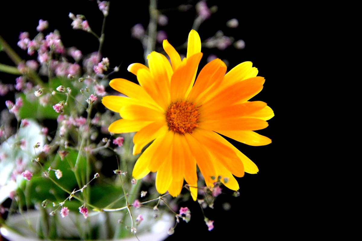 Blume